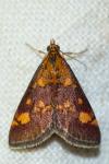 Pyrausta aurata
