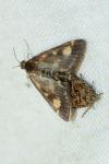 Pyrausta purpuralis