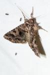Sideridis rivularis