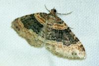 Xanthorhoe ferrugata