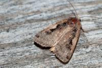 Xestia c-nigrum