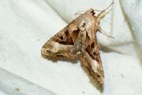 Phlogophora meticulosa