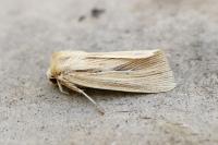Mythimna impura