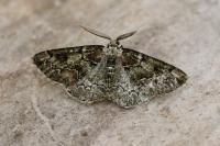 Cleorodes lichenaria