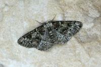 Cleorodes lichenaria