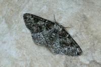 Cleorodes lichenaria