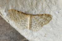 Idaea fuscovenosa