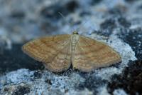 Idaea ochrata