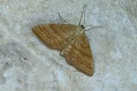 Idaea ochrata