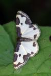 Lomaspilis marginata