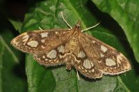 Anania coronata