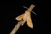 Deilephila porcellus