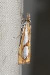 Catoptria pinella