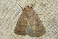 Hoplodrina octogenaria
