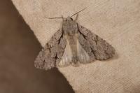 Acronicta