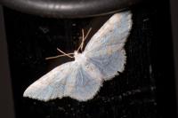 Asthena albulata