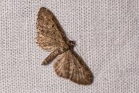 Eupithecia