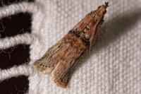 Nephopterix angustella