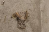 Macaria liturata