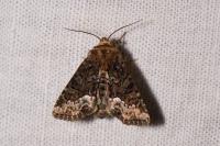 Oligia