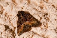 Oligia