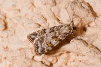Scoparia pyralella
