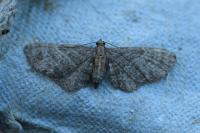 Eupithecia haworthiata