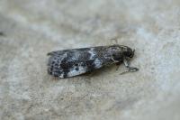 Assara terebrella