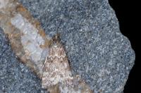 Eudonia sudetica