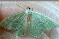 Hemithea aestivaria