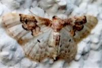 Idaea rusticata