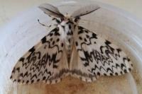 Lymantria monacha