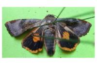 Noctua janthina