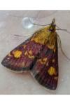 Pyrausta aurata