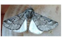 Thaumetopoea pityocampa