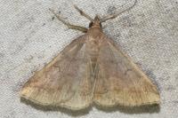 Zanclognatha lunalis