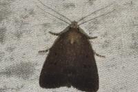 Amphipyra tragopoginis