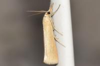 Pediasia luteella