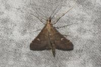 Dolicharthria punctalis