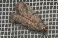 Ephestia