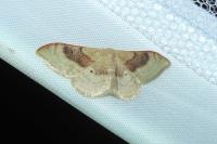 Idaea degeneraria