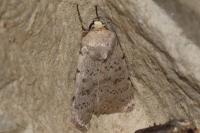 Hoplodrina respersa