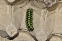 Saturnia pavonia