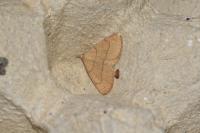 Paracolax tristalis