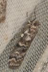 Dioryctria