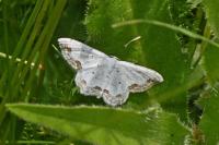 Scopula ornata