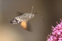 Macroglossum stellatarum