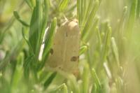 Heliothis peltigera