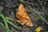 Angerona prunaria