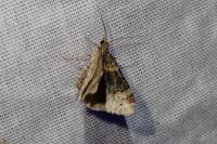 Xanthorhoe ferrugata